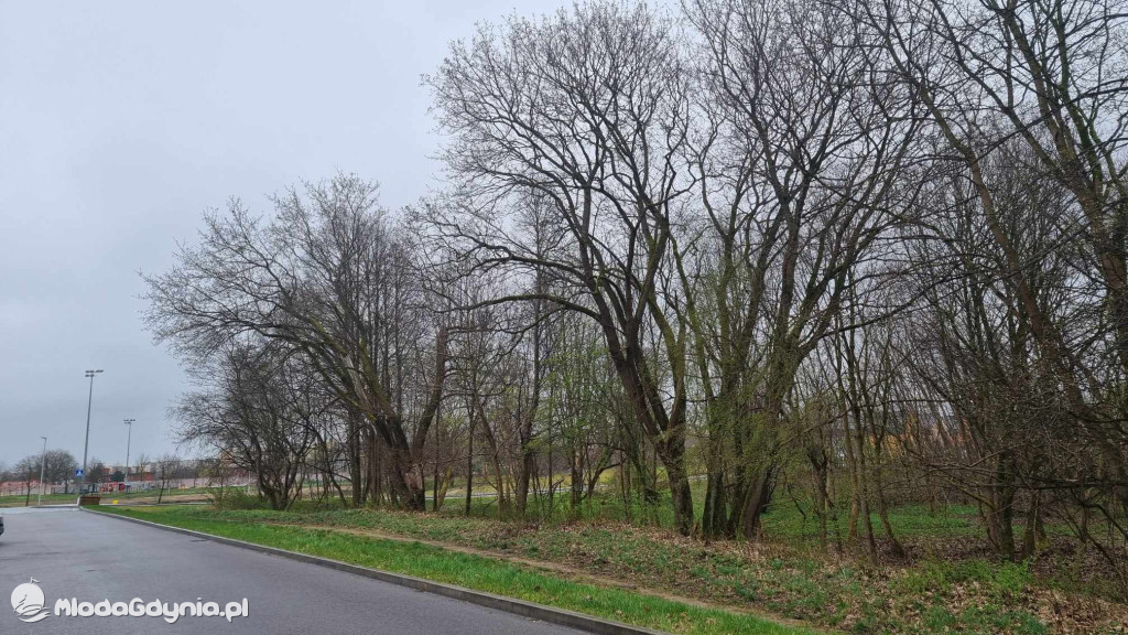 Wytną drzewa w Chojnicach?