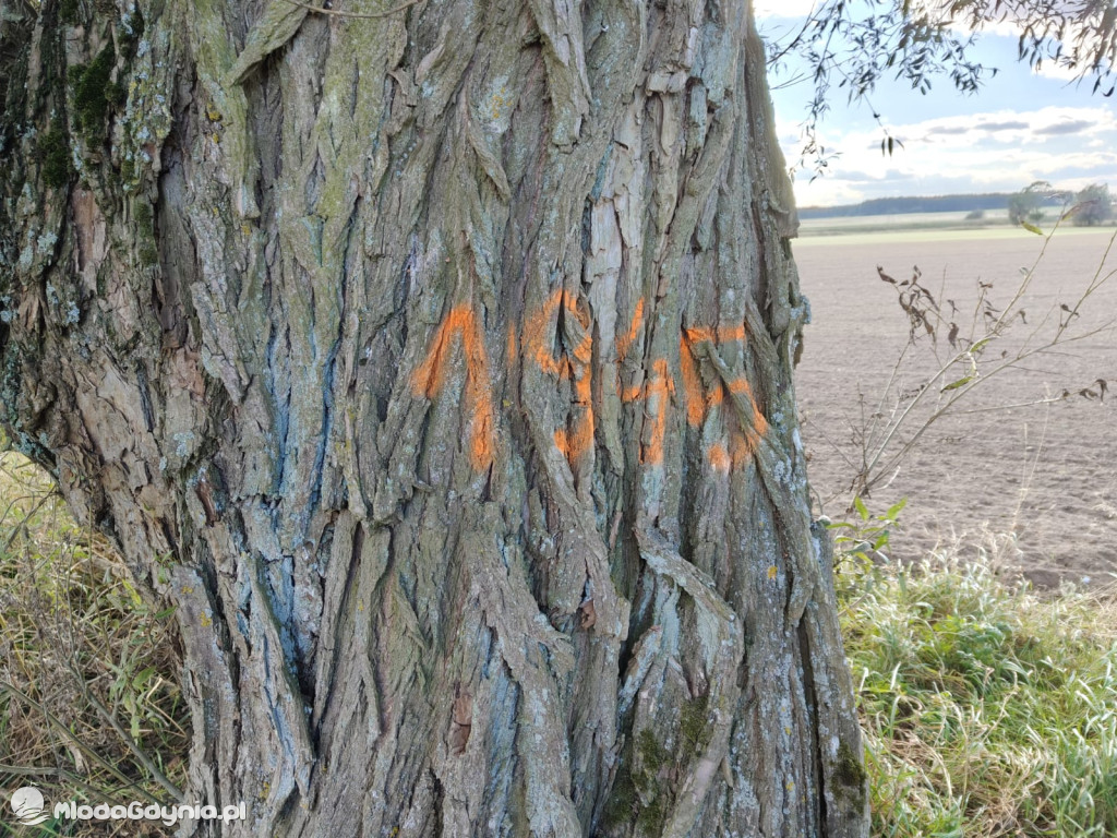Gmina Czarne - tajemnicze znakowianie drzew