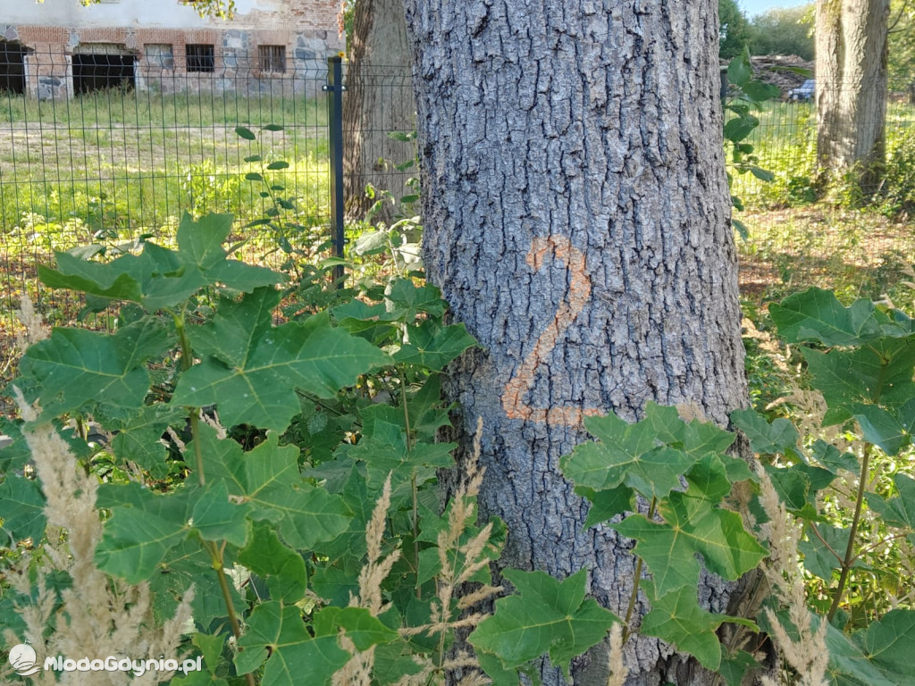 Gmina Czarne - tajemnicze znakowianie drzew