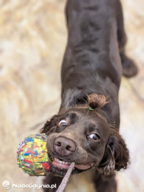 Psy w gdyńskiej Policji