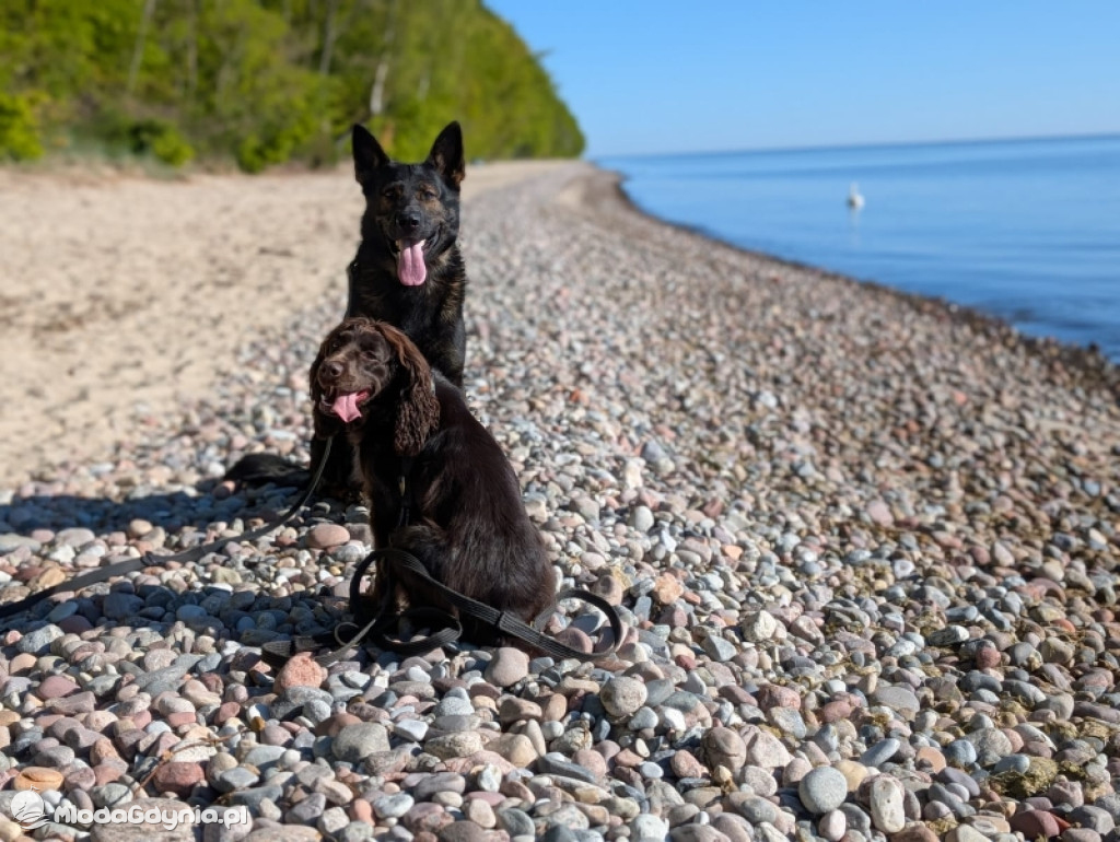 Psy w gdyńskiej Policji
