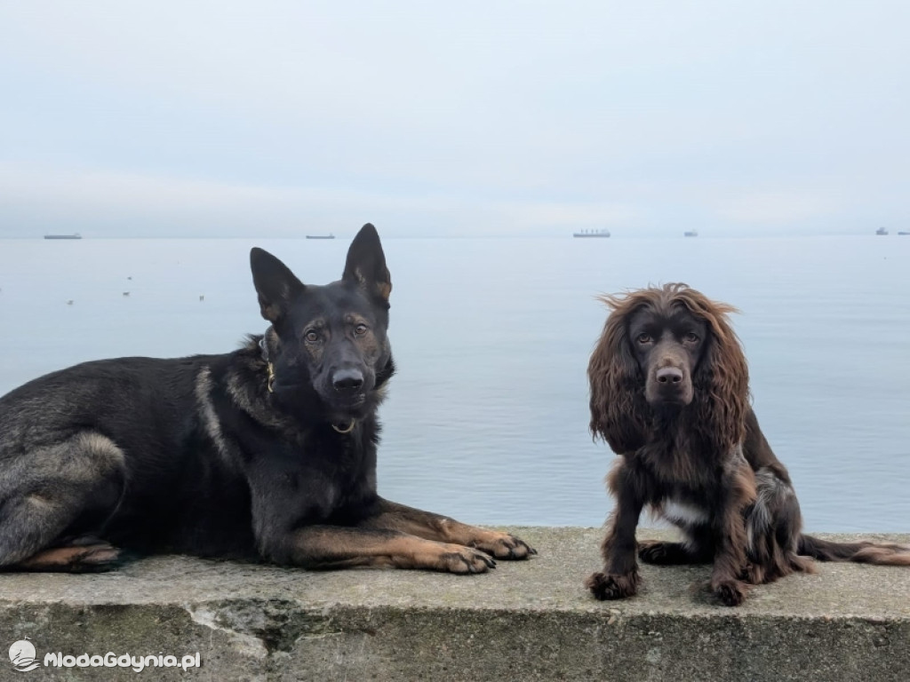 Psy w gdyńskiej Policji