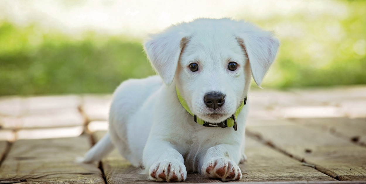 Zakupy z psem? Niektóre sieci na to pozwalają 