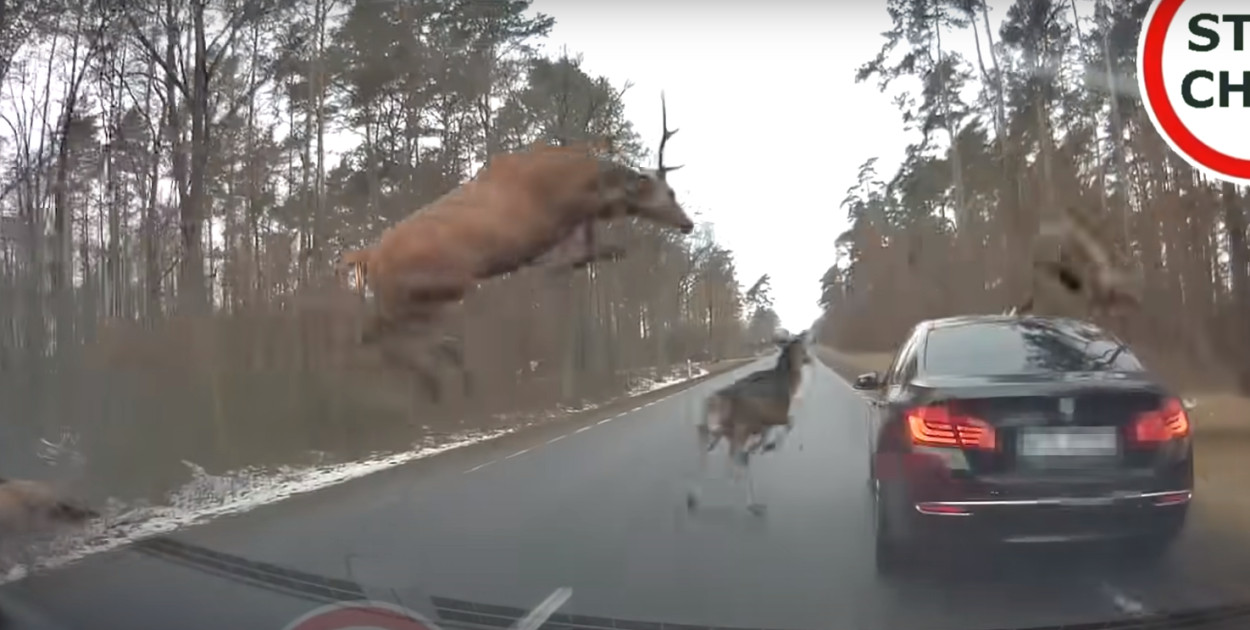 Co zrobić gdy potrącimy dzikie zwierzę? Przepisy mówią jasno