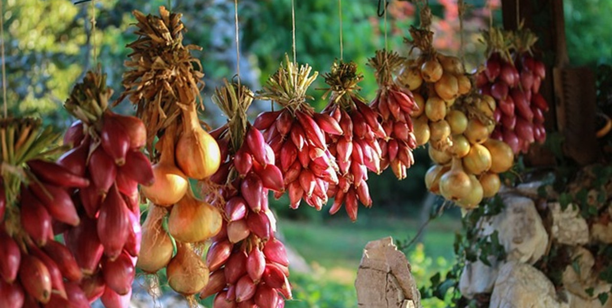 Cebula dymka – kiedy i jak sadzić