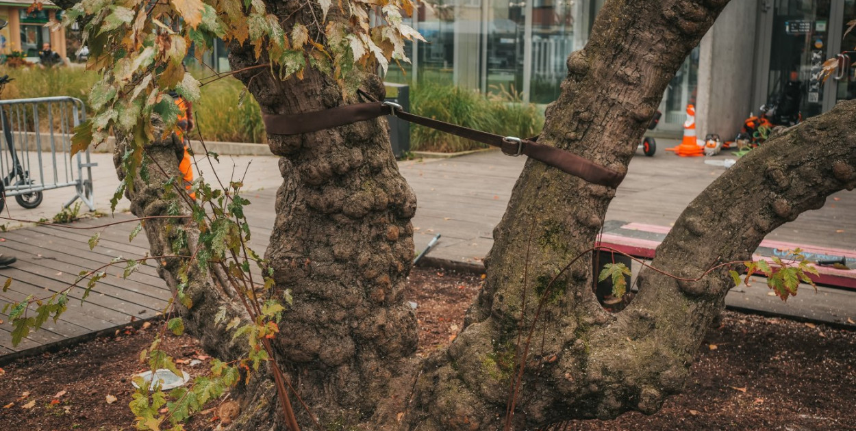 Jeszcze nie wycinają! Klon tatarski przy Info Boxie poddano pielęgnacji