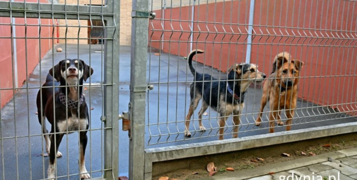 „Ciapkowo” w nowej odsłonie