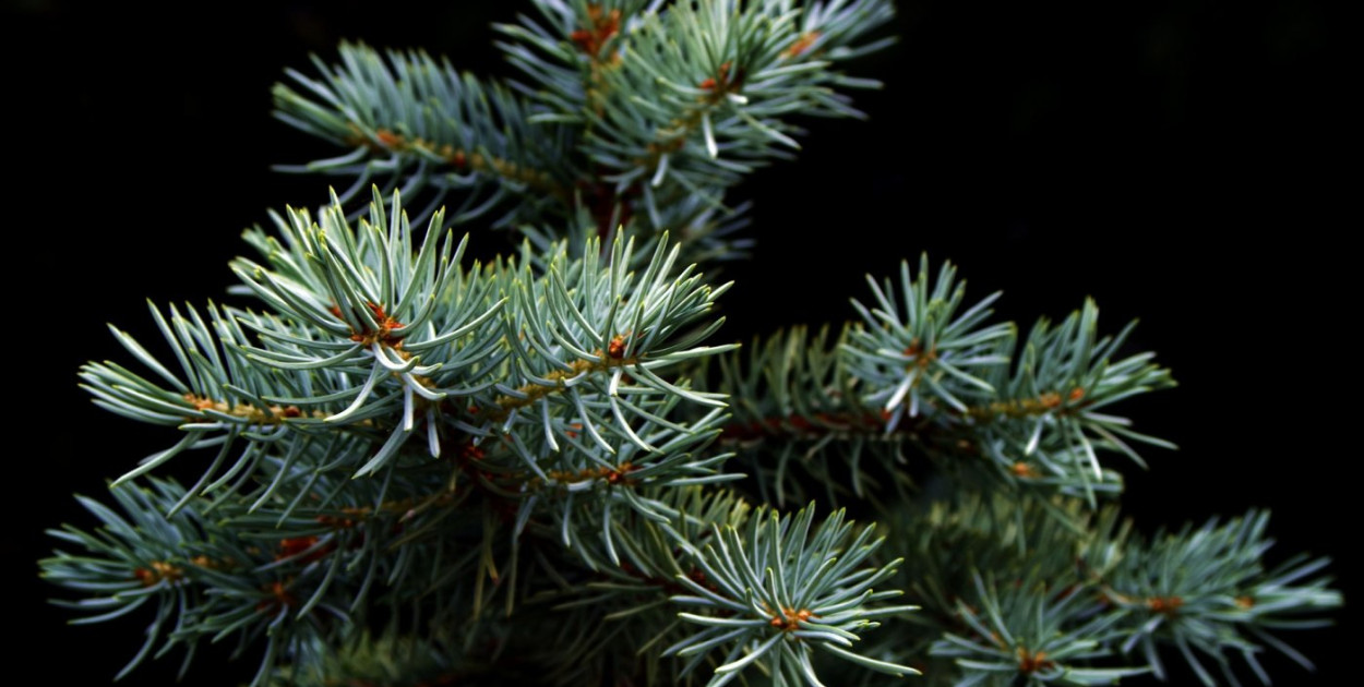 Co zrobić z choinkami po świętach? 