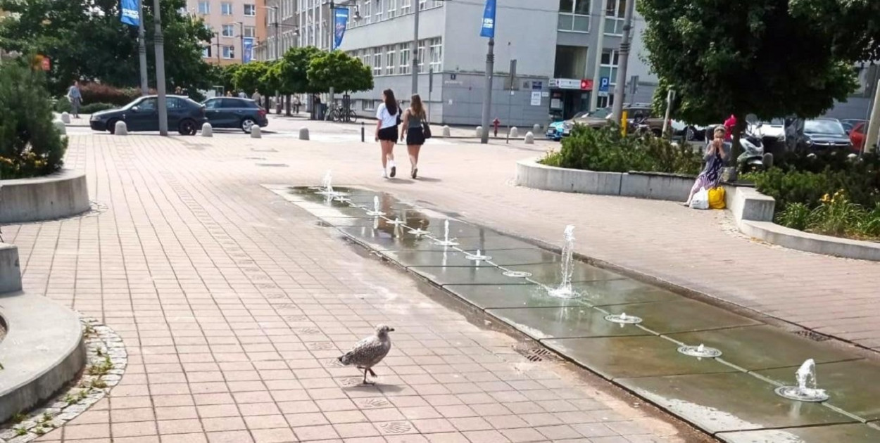 Podlot mewy spacerujący w centrum Gdyni (fot. Leonard Wawrzyniak)