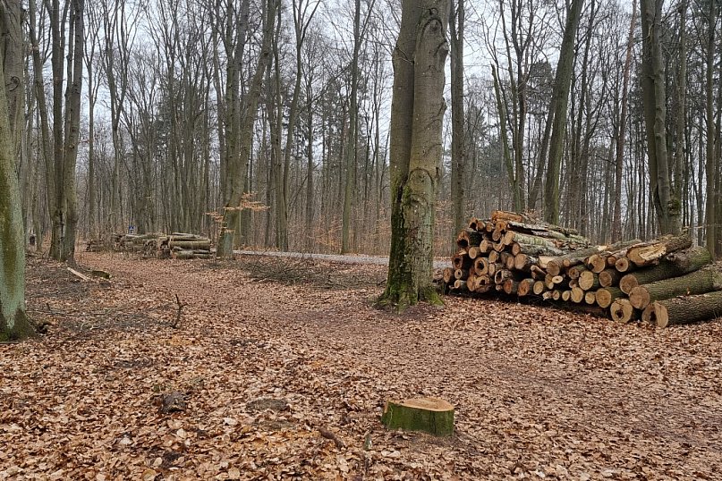 Wycinają Lasek Miejski w Chojnicach