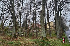 Wytną drzewa w Chojnicach?-11084