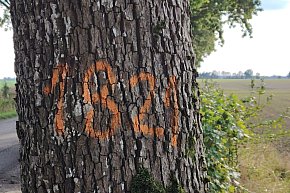 Gmina Czarne - tajemnicze znakowianie drzew-11152