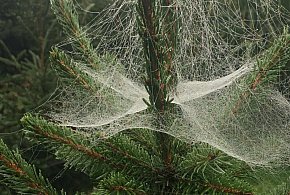 Kupujesz żywą choinkę na święta? Ten szczegół łatwo przeoczyć-79087