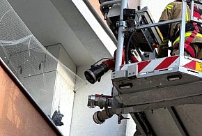 Strażnicy uratowali gołębia i apelują: nie strzelajcie w sylwestra-79597