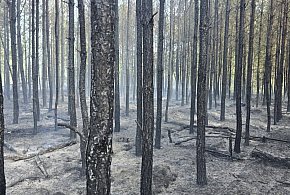 Pomorskie/ Pożar lasu w powiecie chojnickim; w akcji 33 zastępy straży