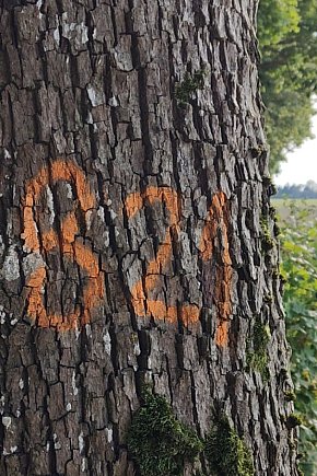 Gmina Czarne - tajemnicze znakowianie drzew-11152