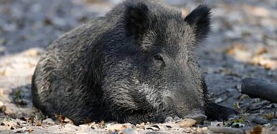 Służba weterynaryjna: choroba ASF u dzików w kolejnych powiatach. Już na granicy-78972