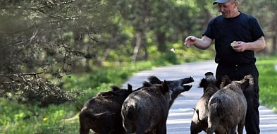 Biolog: błędy w gospodarce przestrzennej to główna przyczyna częstszych interakcji