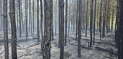Pomorskie/ Pożar lasu w powiecie chojnickim; w akcji 33 zastępy straży