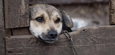 Sejm uchwalił ustawę zakazującą trzymania zwierząt na uwięzi