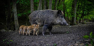 Prof. Krauze-Gryz: dzik to nie wróg miasta, lecz inteligentny inżynier ekosystemu