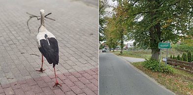 Bocian Krutek zwiastun wiosny jest już w Krutyni na Mazurach