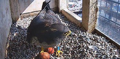 Gdyńskie sokoły wędrowne mają pierwsze w tym sezonie jaja