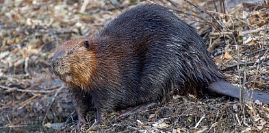 Pomorskie/ Wody Polskie wycofują wniosek o niszczenie tam i nor bobrów