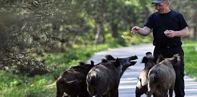 Biolog: błędy w gospodarce przestrzennej to główna przyczyna częstszych interakcji