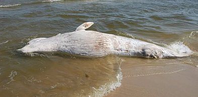 Wieloryb znaleziony na plaży w rezerwacie Mewia Łacha zostanie zutylizowany