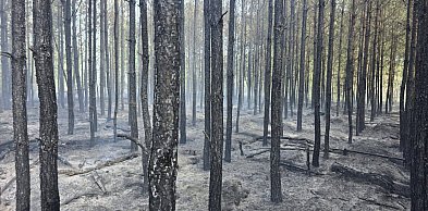 Pomorskie/ Pożar lasu w powiecie chojnickim; w akcji 33 zastępy straży