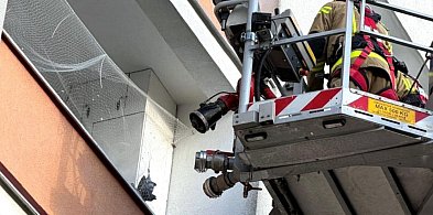 Strażnicy uratowali gołębia i apelują: nie strzelajcie w sylwestra-79597