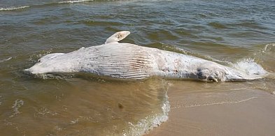 Wieloryb znaleziony na plaży w rezerwacie Mewia Łacha zostanie zutylizowany