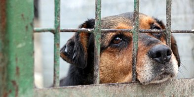 Marszałek Sejmu: 17 grudnia głosowanie w sprawie prezyd-78868