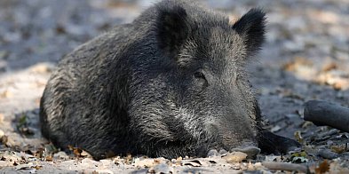 Służba weterynaryjna: choroba ASF u dzików w kolejnych powiatach. Już na granicy-78972