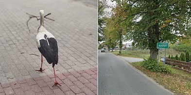 Bocian Krutek zwiastun wiosny jest już w Krutyni na Maz