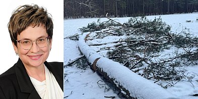 Osowicka: niezrozumiała i bulwersująca decyzja ogrodnika miejskiego