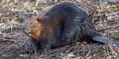 Pomorskie/ Wody Polskie wycofują wniosek o niszczenie t