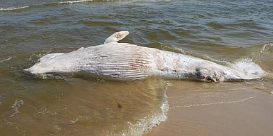 Wieloryb znaleziony na plaży w rezerwacie Mewia Łacha zostanie zutylizowany