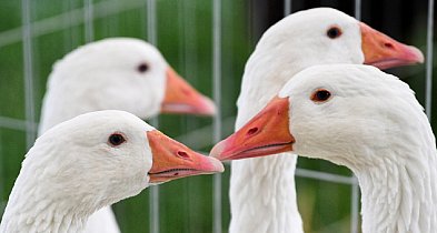 Gęsina na Świętego Marcina na Pomorzu-77913