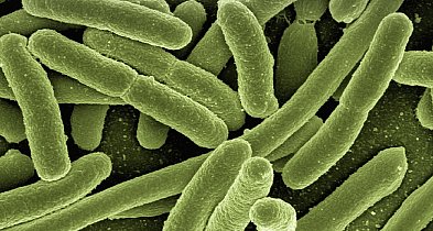 Gdynia/ Bakterie grupy coli w wodzie w kilku dzielnicach-78446