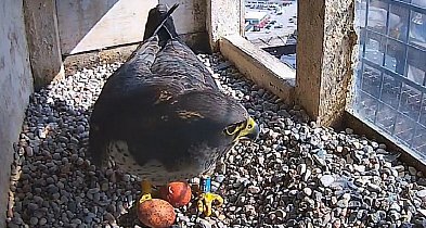 Gdyńskie sokoły wędrowne mają pierwsze w tym sezonie jaja