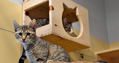 Gdynia przyjęła program opieki nad zwierzętami w potrzebie