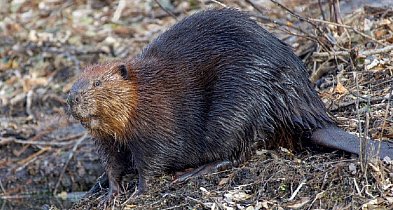 Pomorskie/ Wody Polskie wycofują wniosek o niszczenie tam i nor bobrów