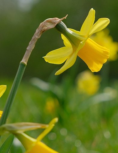 Ruszczyk: narcyz czy...?