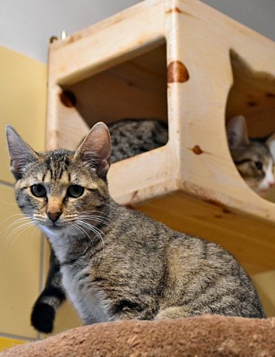 Gdynia przyjęła program opieki nad zwierzętami w potrzebie