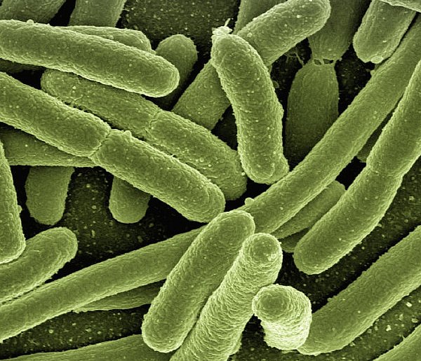 Gdynia/ Bakterie grupy coli w wodzie w kilku dzielnicach-78446