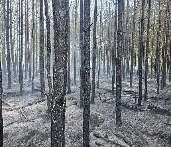 Pomorskie/ Pożar lasu w powiecie chojnickim; w akcji 33 zastępy straży
