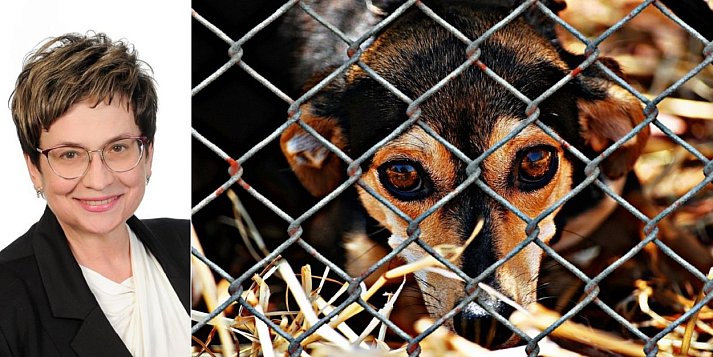 Osowicka: schroniska dla zwierząt prowadzone przez samorządy?