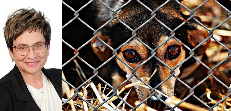 Osowicka: schroniska dla zwierząt prowadzone przez samorządy?